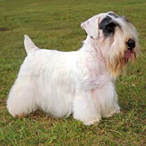 SEALYHAM TERRIER